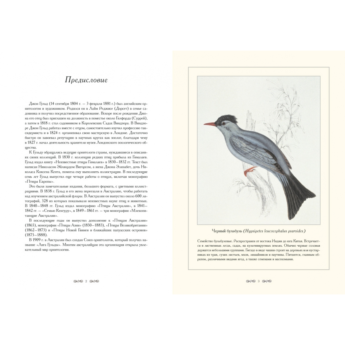 Птицы гималаев. Птицы Азии | Гульд Джон. Иллюстрации Джона Гульда. Джон Гульд птицы Австралии.